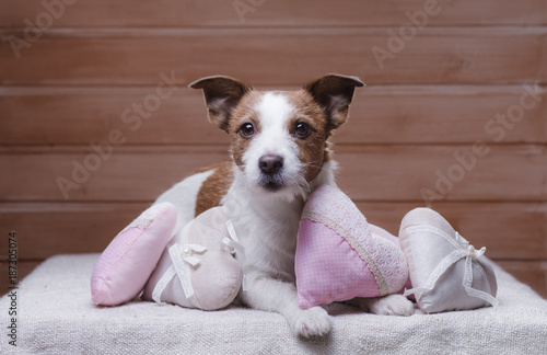 Cute Jack Russell Terrier. Valentine's day. © Anna Averianova