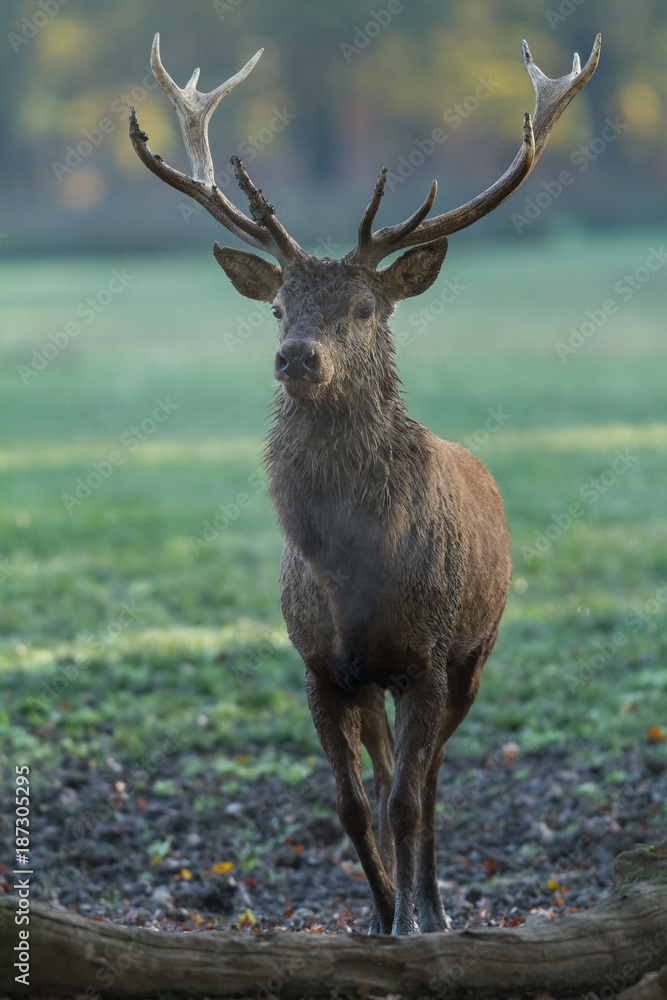 Fototapeta premium Deer - Cerf