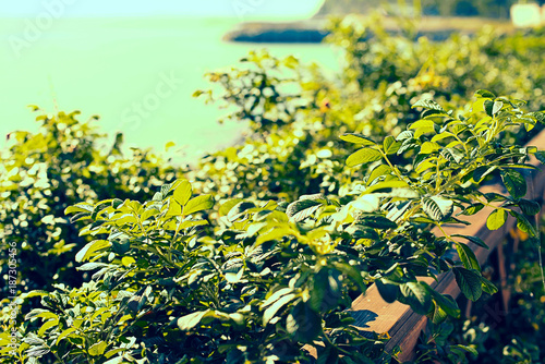 Green wild rose Bush by the sea.