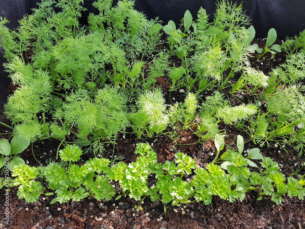 Hochbeet, Dill, Petersilie, Stock-Foto | Adobe Stock