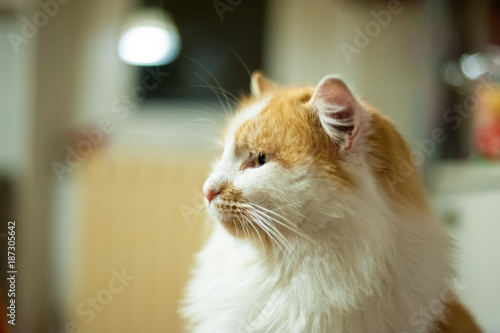 portrait of orange and white cat