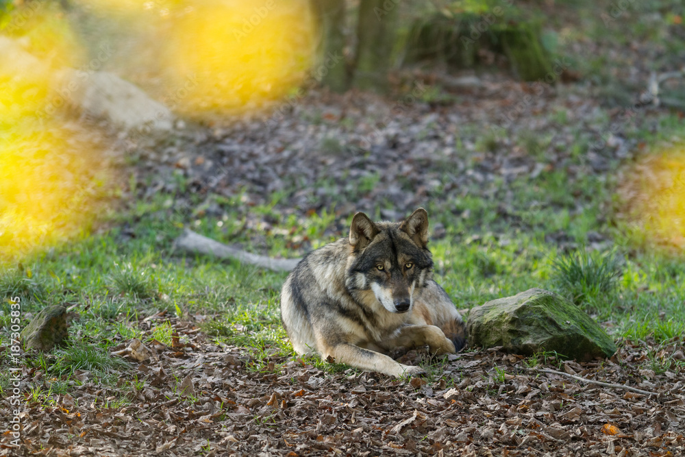 Grey Wolf - Loup Gris Grey Wolf - Loup Gris