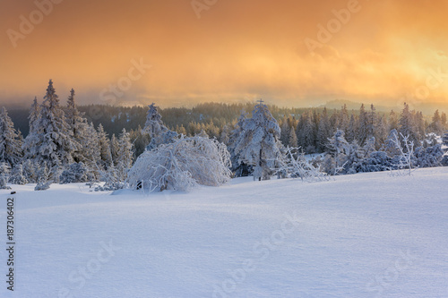 Wintertime - Black Forest. Winter landscape with firs covered by snow and sun appearing in the background. © PhotoGranary
