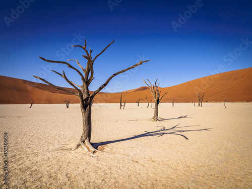 Tote Bäume im Deadvlei, Namibia