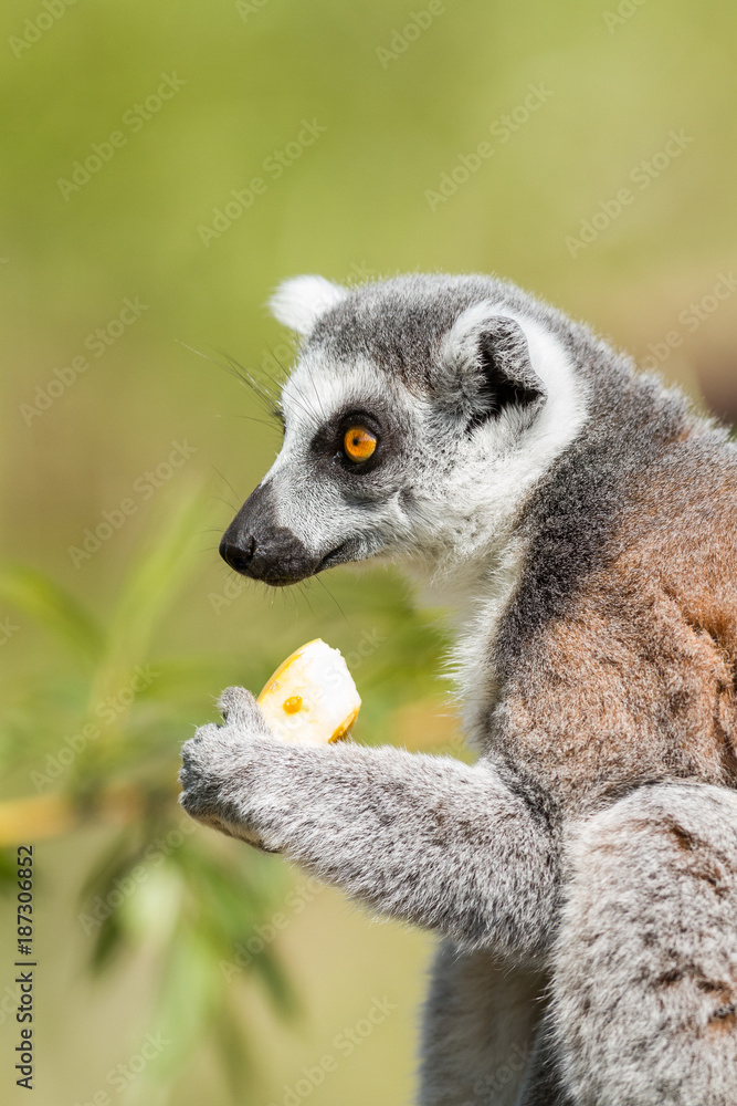 Lemur - Lémurien