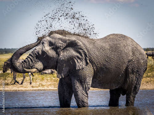 Male elephant protecting his back from the african sun with a mudpack