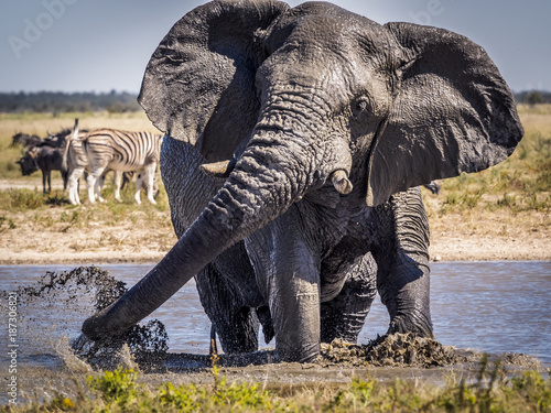 Elefanten-Dusche im Etosha-Nationalpark, Namibia