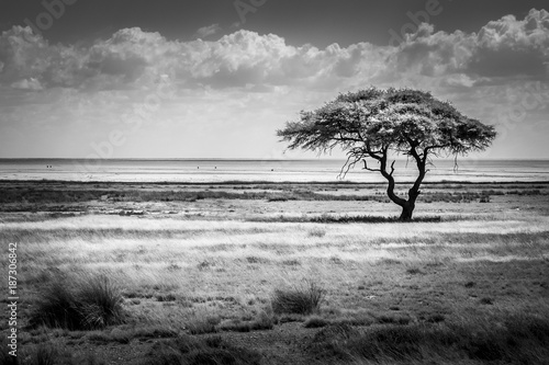 Lonley umbrella-thorn-tree under a cloudy sky in the arid landscape of Etosha-Nationalpark, Namibia