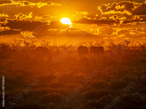 A group of zebras and springbock searching for food during an amazing african sunset