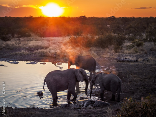 Group of three elephants enjoying the cool water of a waterhole during an amazing african sunset in Etosha-Nationalpark