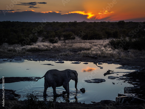 Lonley elephant enjoying the cool water of a waterhole during an amazing african sunset in Etosha-Nationalpark