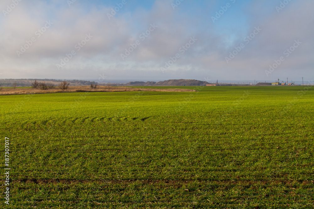 Naklejka premium winter wheat growth