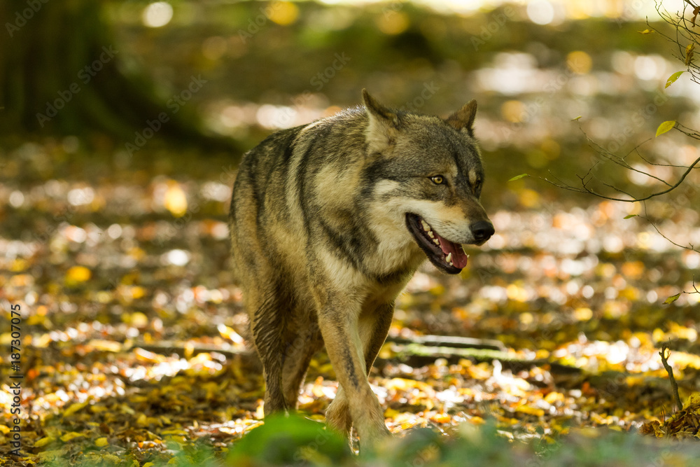 Obraz premium Grey Wolf - Loup Gris