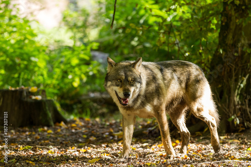 Grey Wolf - Loup Gris