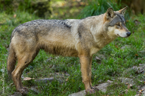 Grey Wolf - Loup Gris