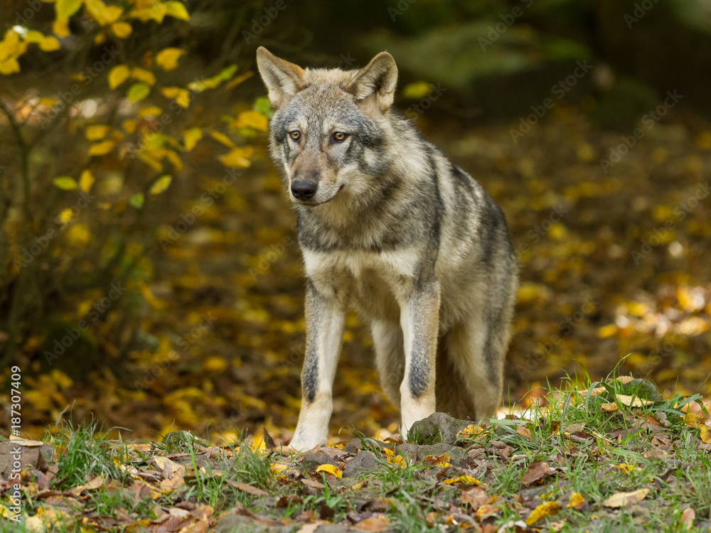 Grey Wolf - Loup Gris