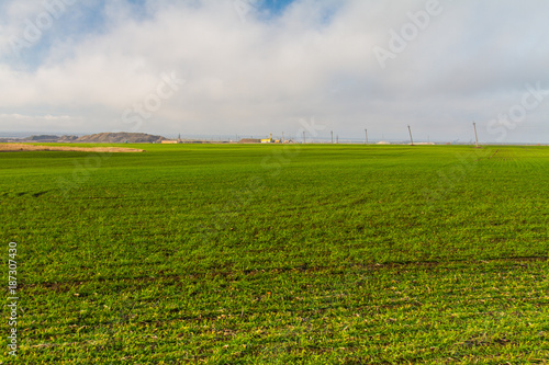 winter wheat growth © Dmytro