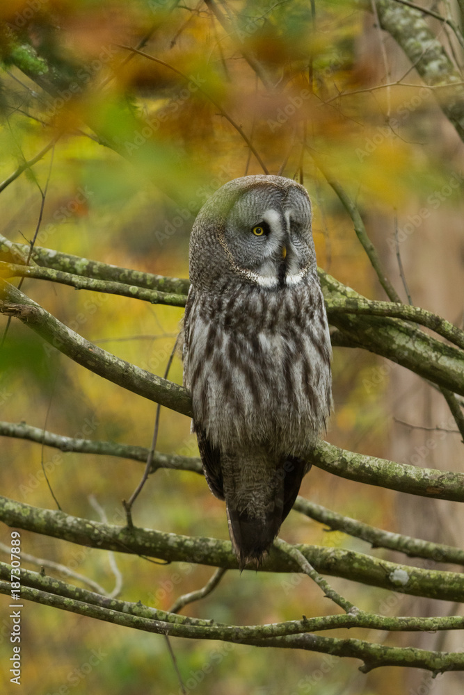 Fototapeta premium Great Gray Owl - Chouette Lapone