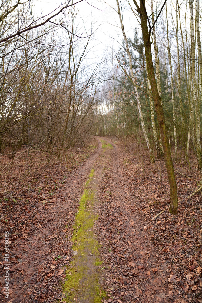 Fototapeta premium droga przez las