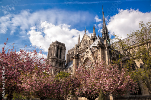 Notre Dame cathedral with spring trees in Paris, France