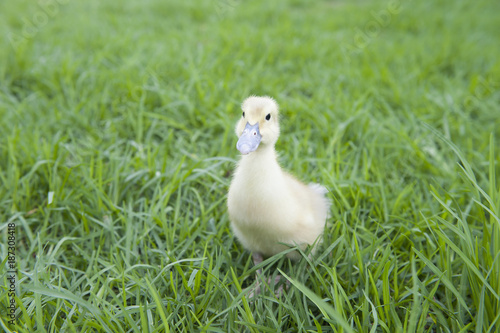 Small duckling standing in middle of lawn