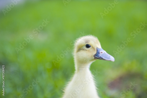 Close-up of cute duckling