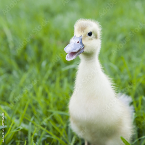 Duckling quacking about
