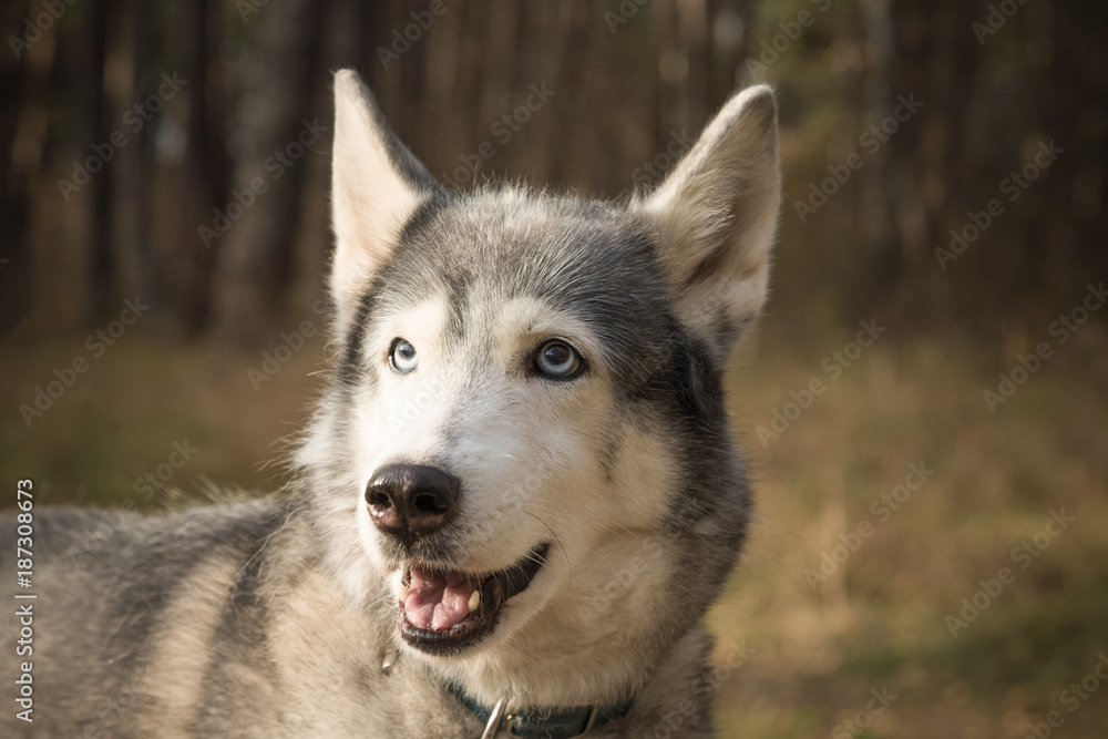 Dog breed husky on the walking in a forest. Selective focus. Toned Dog breed husky on the walking in a forest. Selective focus. Toned