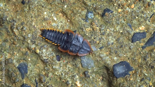 Female Platerodrilus of the family Lycidae (Trilobite beetle) close up photo