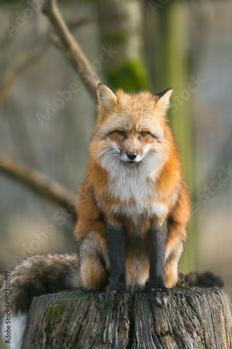 Red Fox - Renard Roux