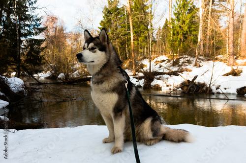 Dog breed alaskan malamute in a snowy forest. Toned