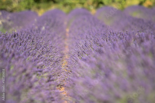 Fototapeta Naklejka Na Ścianę i Meble -  Big lavender field
