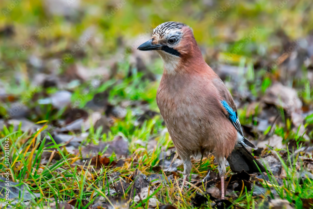 Eiche Haeher Vogel au gruen wiese im Sommer Eiche Haeher Vogel au gruen wiese im Sommer