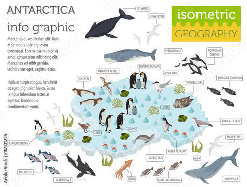 Isometric 3d Antarctica flora and fauna map elements. Animals, birds and sea life. Build your own geography infographics collection