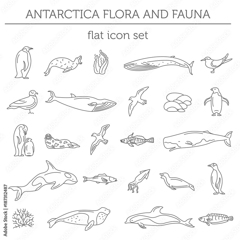 Flat Antarctica flora and fauna  elements. Animals, birds and sea life simple line icon set