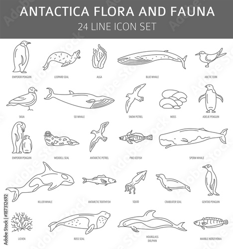 Flat Antarctica flora and fauna  elements. Animals, birds and sea life simple line icon set