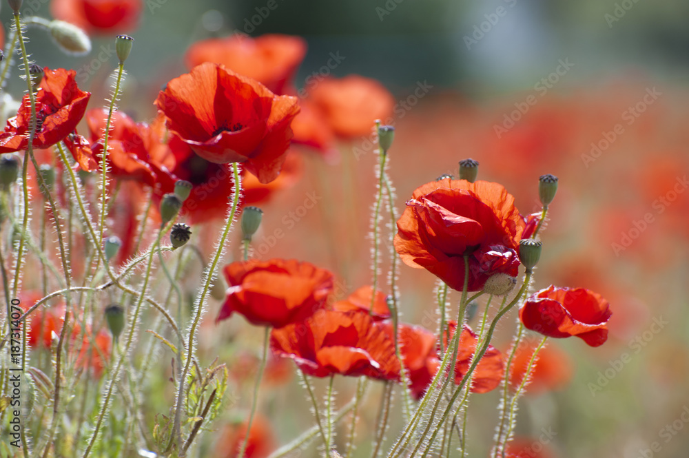 Obraz premium Poppies in poppy field