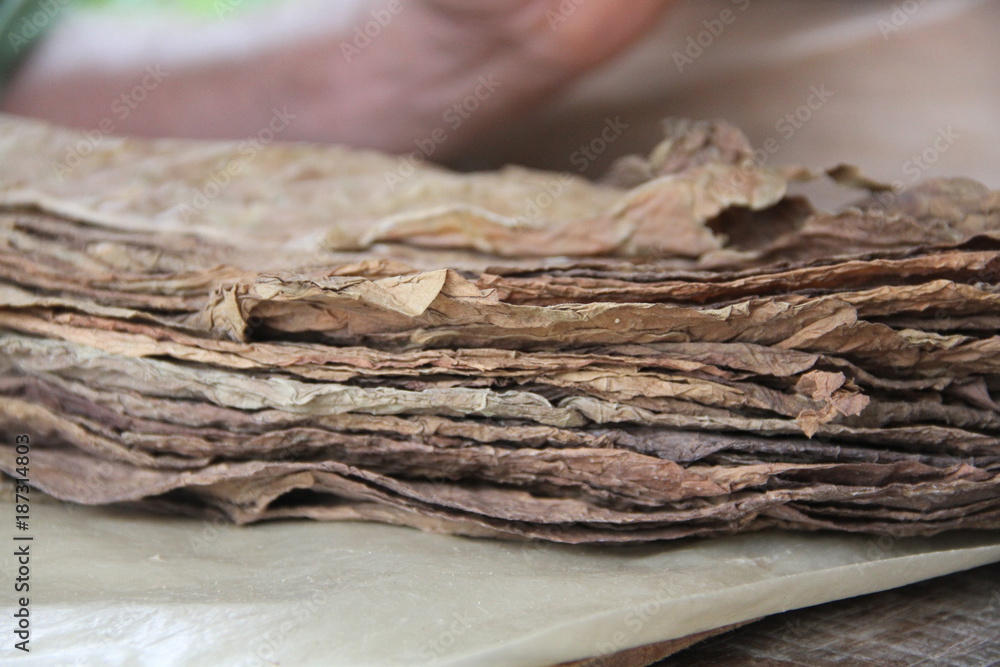 Habano tobaco in Cuba Habano tobaco in Cuba