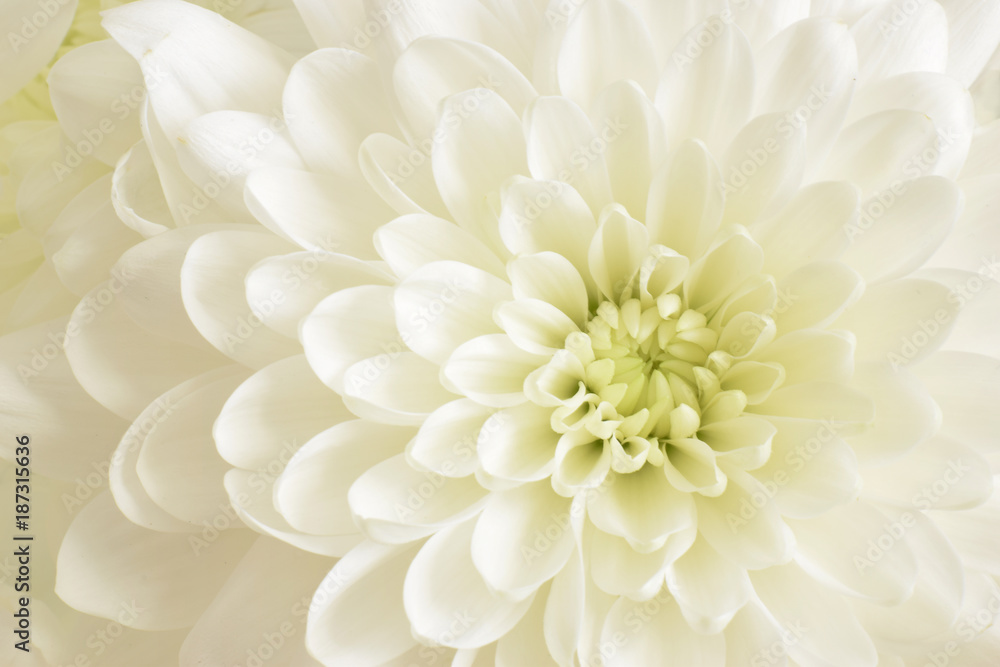 Chrysanthemum makro hintergrund Chrysanthemum makro hintergrund