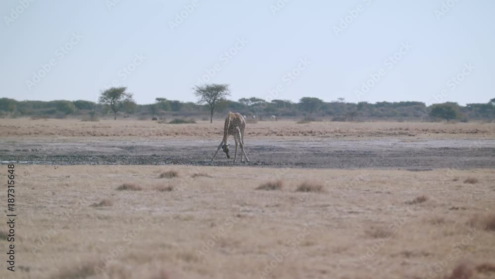 Single giraffe awkwardly drinking at muddy water hole in the Kalahari Single giraffe awkwardly drinking at muddy water hole in the Kalahari