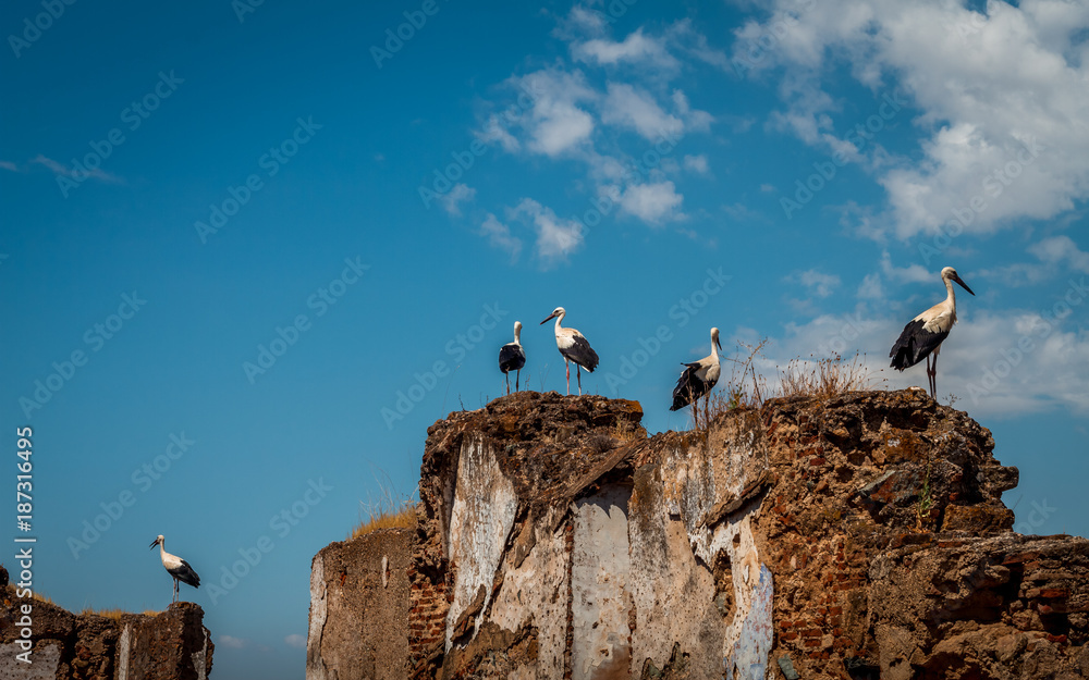 family of storks in the heat of spring