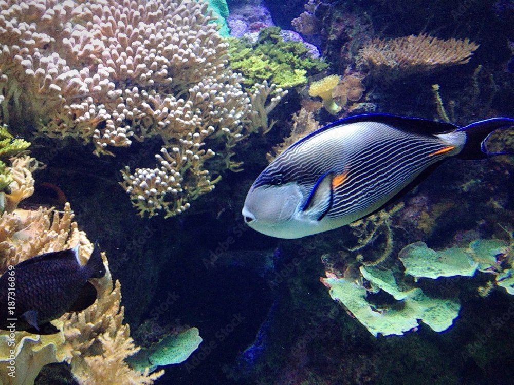 fish tropical fish tropical
