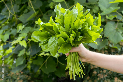 Cuadro en lienzo Fresh organic sorrel leaves or spinach in woman hands.