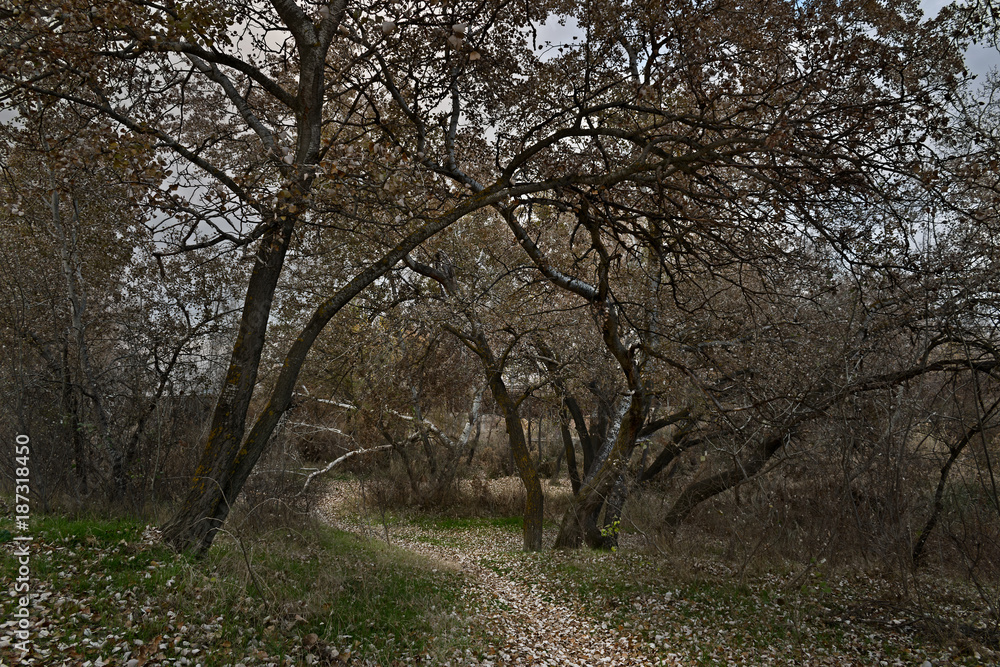 Trees on the Henares riverbank on a cloudy autumn afternoon. Small road covered with fallen leaves. Alcalá de Henares next Zulema bridge. Trees on the Henares riverbank on a cloudy autumn afternoon. Small road covered with fallen leaves. Alcalá de Henares next Zulema bridge.