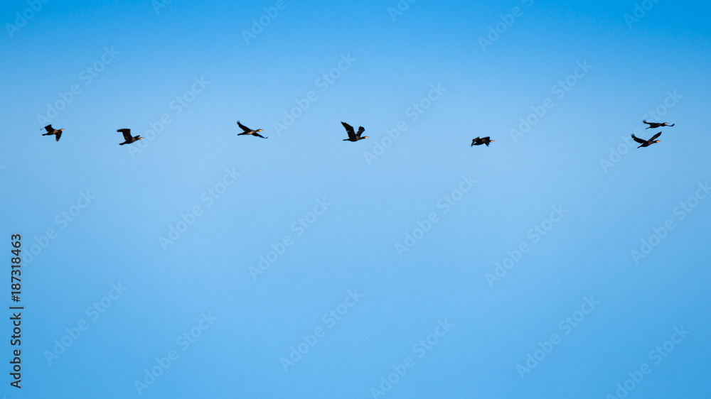 Flock of Duck were Flying