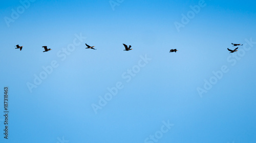 Flock of Duck were Flying