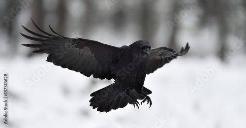 Raven (Corvus corax) in flight. Landing. Black bird in flight. Snow. Winter. Bird. Flying.