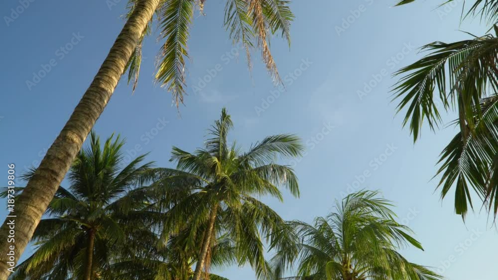 Beautiful high green palm trees against the background of the blue sky. Big green leaves of palm trees develop on wind. Sunny day on the island in Vietnam. Beautiful high green palm trees against the background of the blue sky. Big green leaves of palm trees develop on wind. Sunny day on the island in Vietnam.