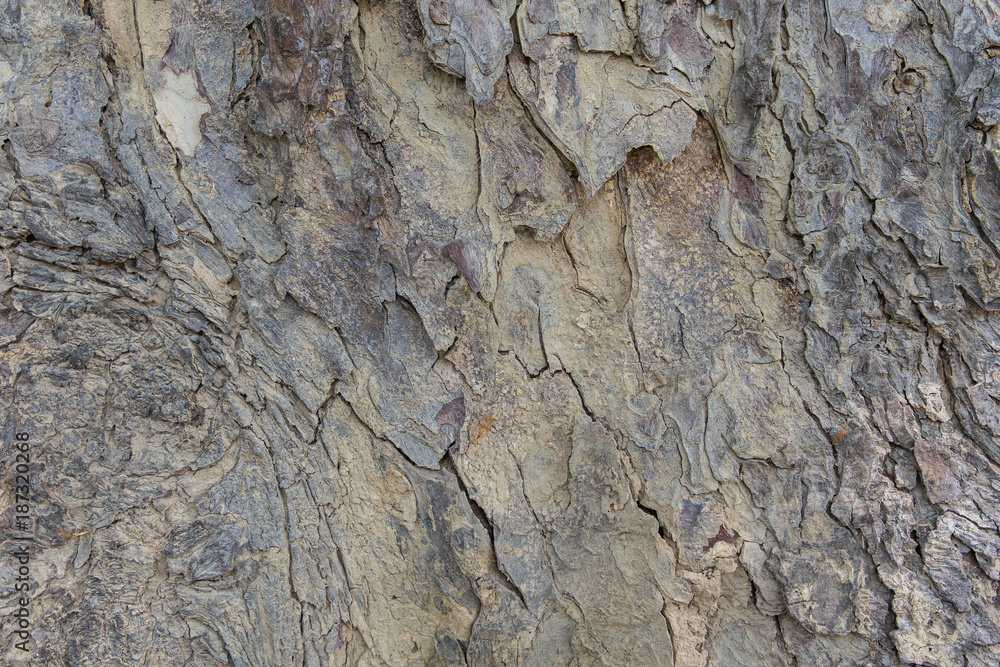 wood background detail