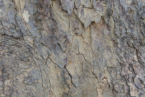 Obraz na płótnie wood background detail w salonie